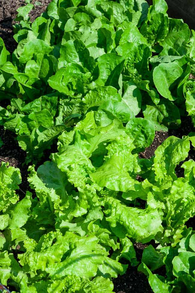 Fresh leafy greens in a garden bed.