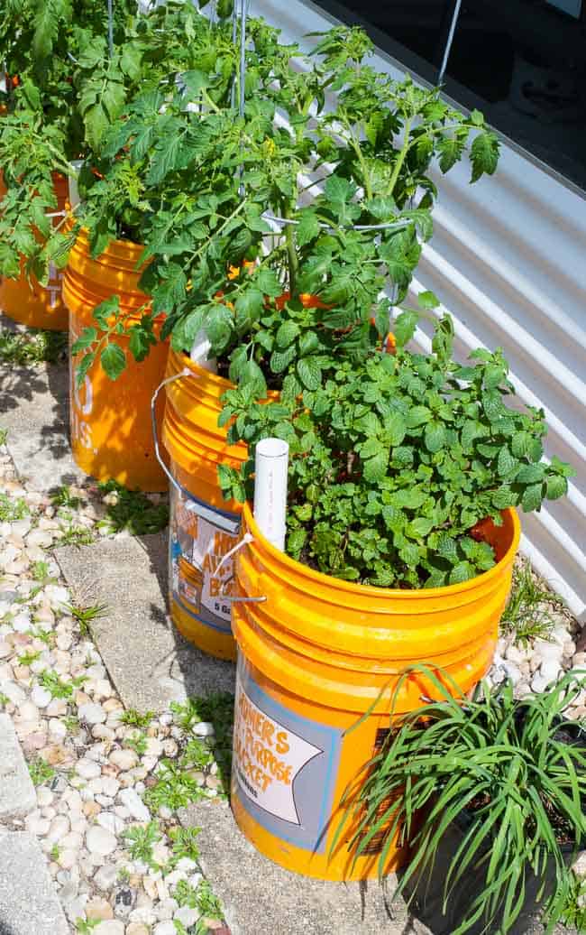 Container garden in the bright sun.